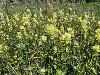Common golden nettle