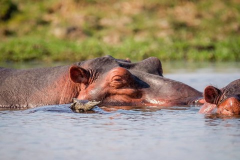 Nice crocodile baby resting on a hippo