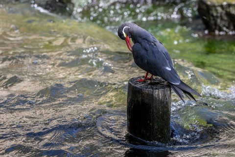 Inca tern