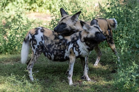 African wild dogs