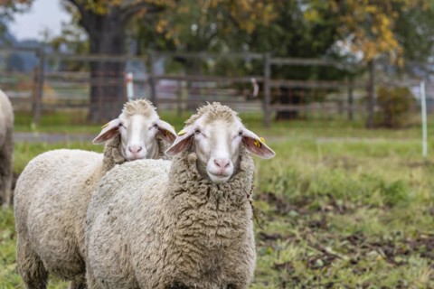 Sheep of the Merinoland sheep breed grazing under a colourful pear tree