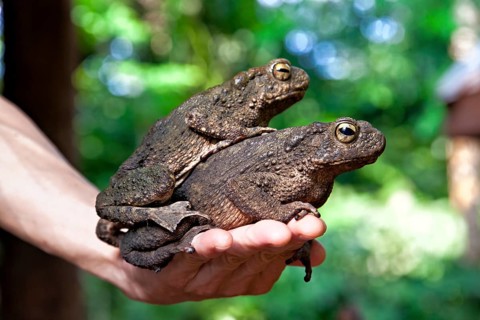 Megophryids