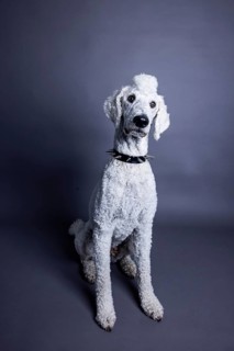 White dog