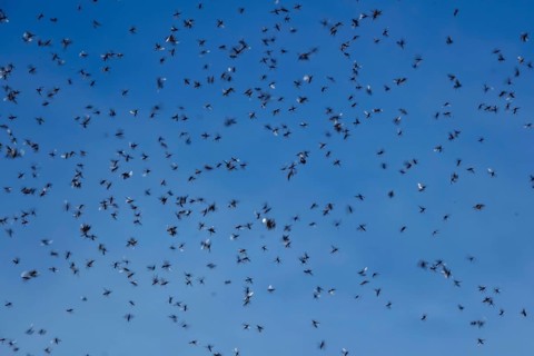 Winged ants