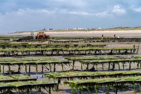 Oyster farm on the beach of Gouville-sur-Mer