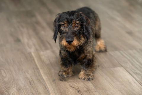 Rough-haired dachshund