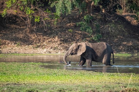 Young elephant wading through water. Splashing water with its trunk. Side view portrait of full length body. Lower Zambezi National Park