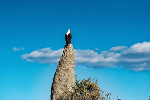 African Fish Eagle