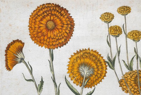 Marigold