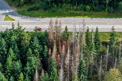 Forest dieback in Black Forest