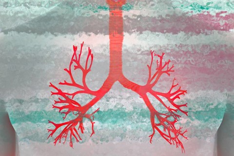 The lung is a paired organ that serves respiration. It takes in oxygen from the air we breathe and removes carbon dioxide as an end product of body metabolism. Real lungs are found in humans and in ma...