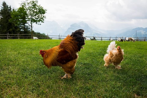 Mountain inn and chickens