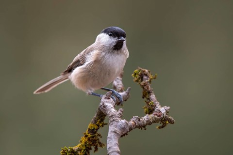 Marsh Tit