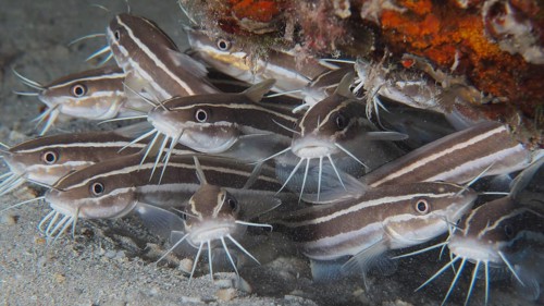 Group