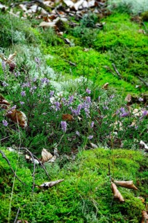 Kellerwald-Edersee National Park in late summer