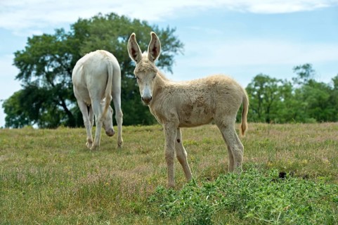 Mare with foal of the Austro-Hungarian White Baroque Donkey