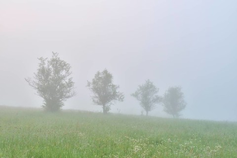 Meadow