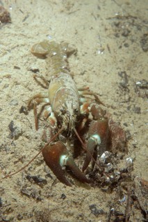 Signal crayfish