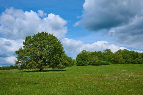 Oak tree
