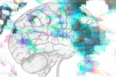 The human brain is characterised by voluminous cerebrum. The brain stem controls the heart and lung breathing. The brain lies in the head