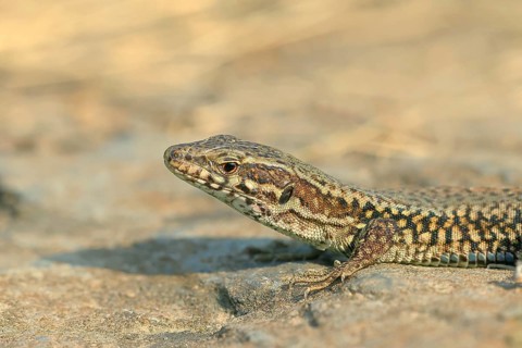 Common wall lizard