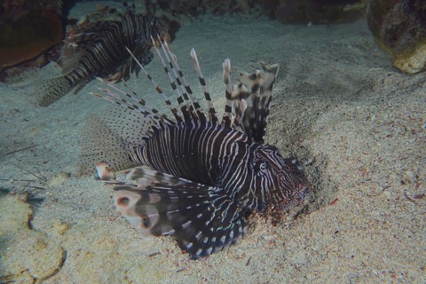Common lionfish