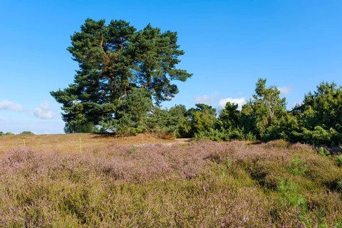 Blooming heathland