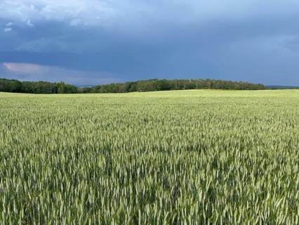 Durum wheat