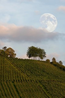 Vineyard with cherry trees in the evening
