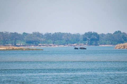 Elephants