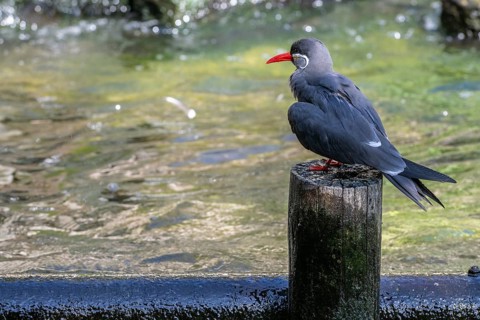 Inca tern