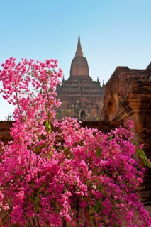 Red flowers in front of pagoda