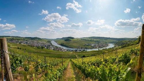 Vineyard on the Moselle