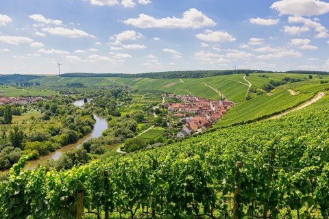 View from Vogelsburg Castle on the Main Loop towards Escherndorf