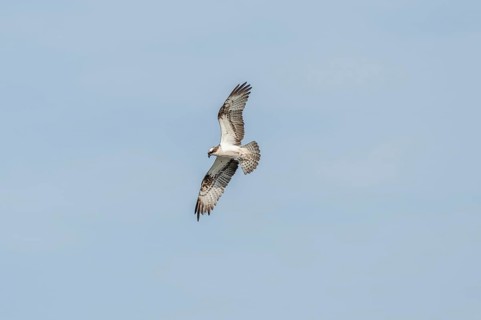 Western osprey