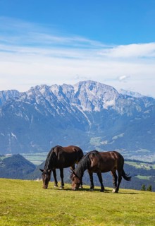 Herd of horses on the Trattberg with a view of the Salzach Valley and the Hohe Goell
