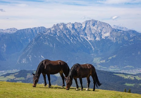 Herd of horses on the Trattberg with a view of the Salzach Valley and the Hohe Goell