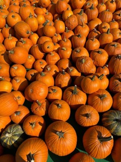 Hokkaido pumpkin