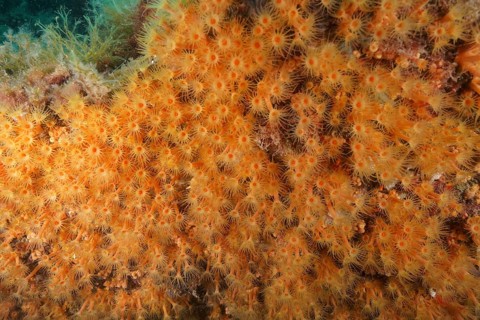 Large field of yellow calyx coral