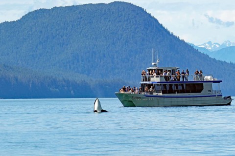 Orca curiously looking out of the water in front of a tourist boat
