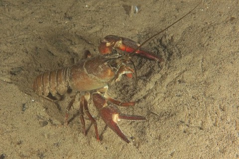 Signal crayfish