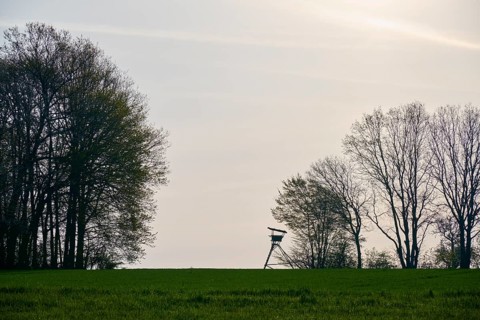 Meadow landscape