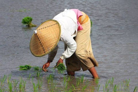 Farmer's wife in rice hat staking seedlings in rice field