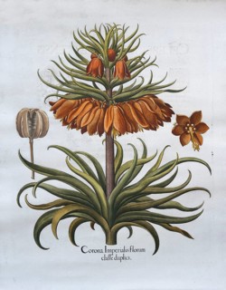 Kaiser's crown