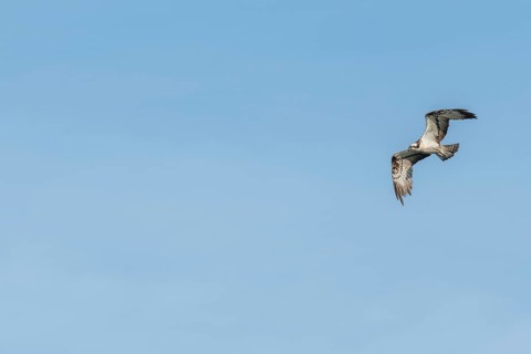 Western osprey