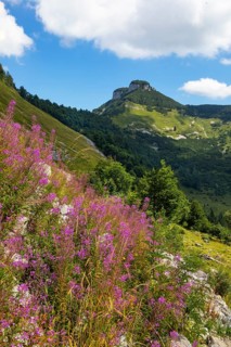 Willowherb