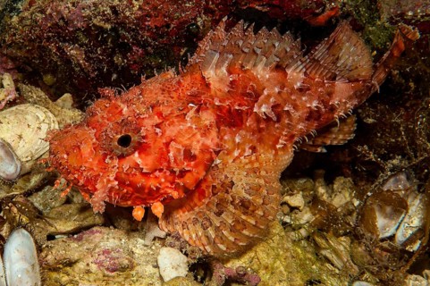 Close-up of red large scorpionfish