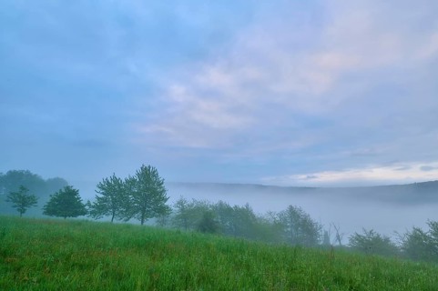 Meadow