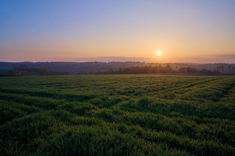 Grain field