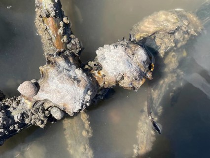 Pacific oyster